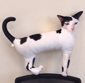 One brain cell cat