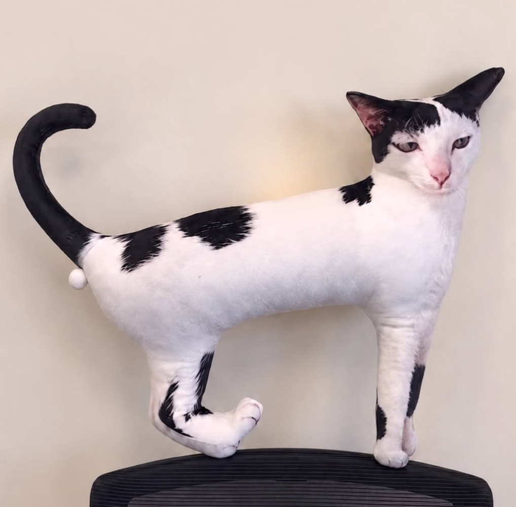 One brain cell cat