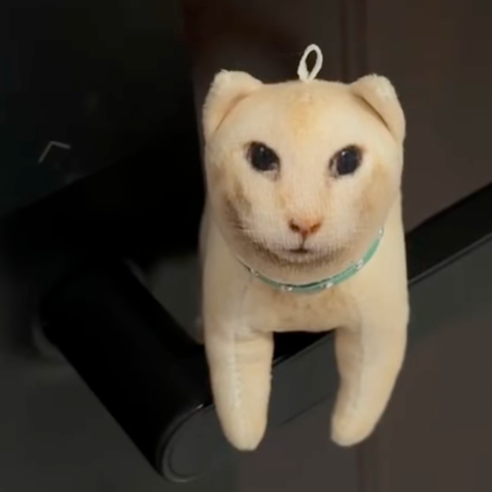 Derpy cat